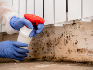 Your Battle Against Mold